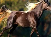Quiz Races des chevaux