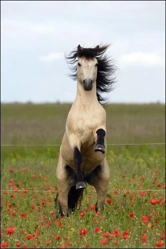 Quelle est cette race de cheval ?