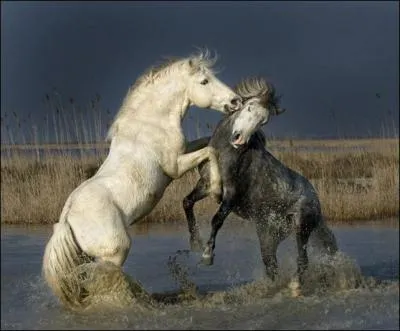 Quelle est cette race de cheval ?