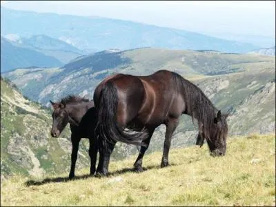Quelle est cette race de cheval ?