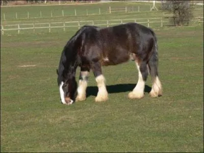 Quelle est cette race de cheval ?