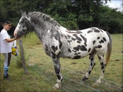 Quelle est cette race de cheval ?