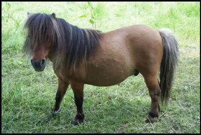 Quelle est cette race de cheval ?