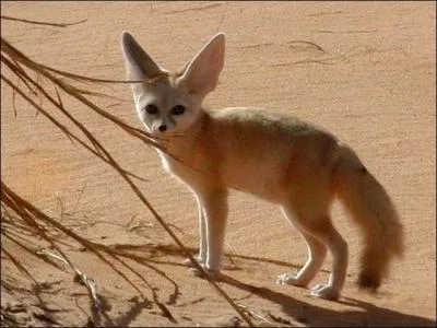 Le fennec est carnivore. Vrai ou faux ?