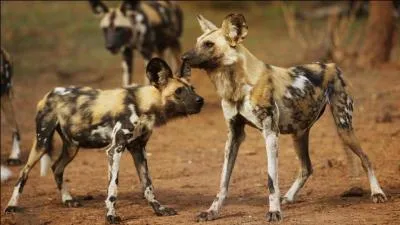 Le lycaon est carnivore. Vrai ou faux ?