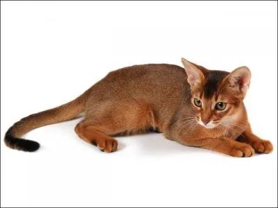Quelle est cette race de chat ?