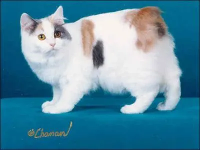 Quelle est la race du chat sans queue ?