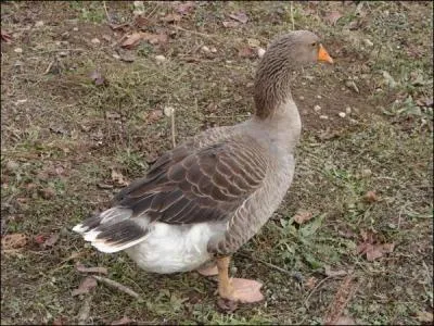 Comment nomme-t-on le mâle de l'oie ?