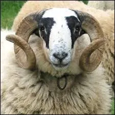 D'après l'horoscope chinois, quel animal représentera l'année 2015 ?