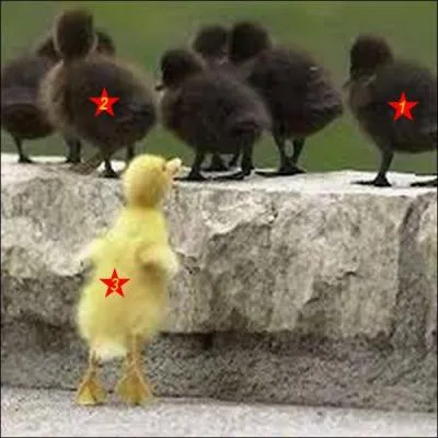 Un seul de ces petits canards ne revient pas d'Afrique. Quel est le bon numéro ?