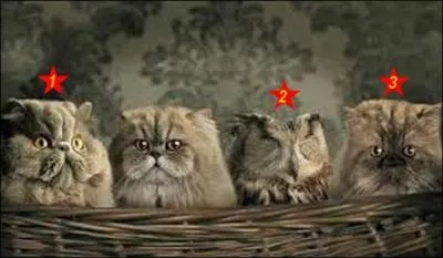 Un seul est trop chouette. Quel est le bon numéro ?