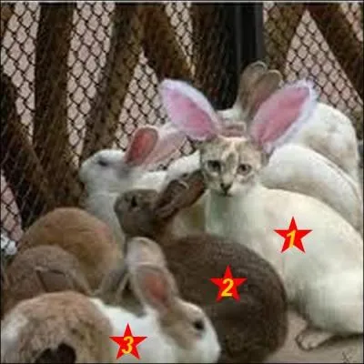 Un seul de ces lapins n'aime pas les carottes. Quel est le bon numéro ?