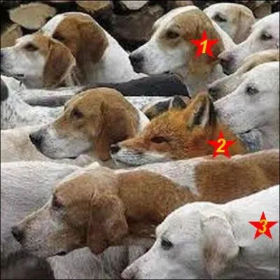 Un seul de ces canidés aime le camembert. Quel est le bon numéro ?