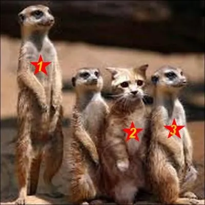 Un seul de ces suricates est le matou à sa mémère. Quel est le bon numéro ?