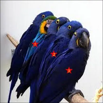 Un seul n'est pas le perroquet de chez Michou cabaret. Quel est le bon numéro ?