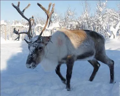 Mon premier est un animal de mer. Mon deuxième peut être de cravate, marin ou de pêche. Mon tout est un animal qui aide le père Noël.