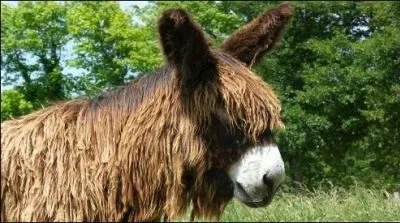 Avez-vous perdu votre latin ?Traduisez : "Asinus asinum fricat"