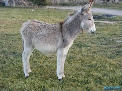 Voici l'ami de Cadichon , Grison, avec sa croix se Saint-André. Quelle est sa race ?
