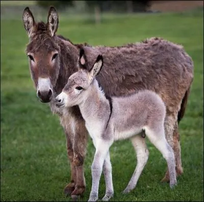 Combien de temps dure la gestation d'une ânesse ?