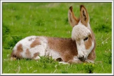 Quel nom donne-t-on au petit de l'ânesse ?