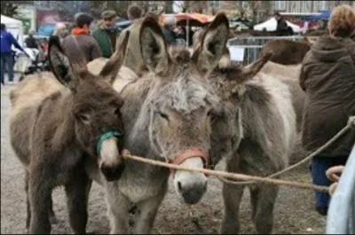 Quel est le nom d'un élevage d'ânes ?