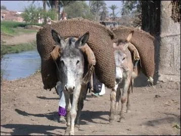Quel est le pays qui nous a donné les premiers témoignages de la domestication de l' âne ?