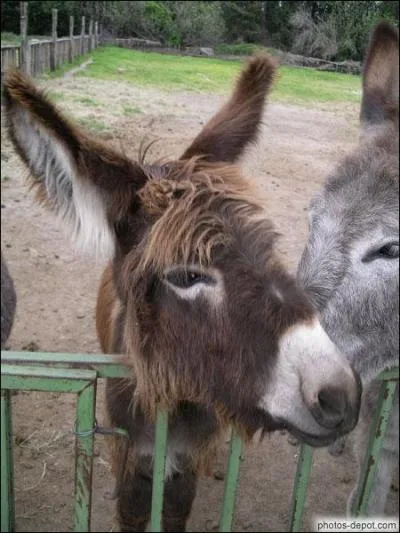 Comment appelle-t-on la joue de l'âne ?