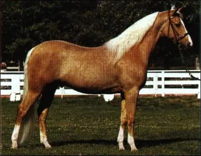 De quelle robe est ce cheval ?