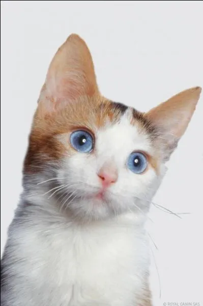 Cochez les 2 bonnes réponses sur les caractéristiques de l'ojos azules.