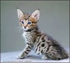 Cochez les 2 bonnes réponses sur les caractéristiques du Savannah.