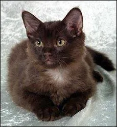 Cochez les 3 bonnes réponses sur les caractéristiques du York Chocolat.