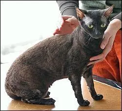 Cochez les 2 bonnes réponses sur les caractéristiques du german rex.