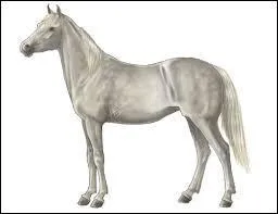 Si je suis un cheval de robe composée de poils noirs et blancs mélangés, quelle est ma robe ?