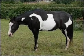 Je suis un cheval couvert de grandes taches noires sur un fond blanc (avec dominance de noir), je suis de robe :
