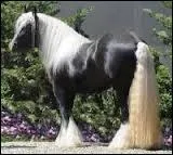 Si je suis un cheval noir avec les crins lavés, de quelle robe suis-je ?