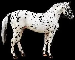 Je suis un cheval couvert de petites taches de couleur, bien entendu, je suis de robe :