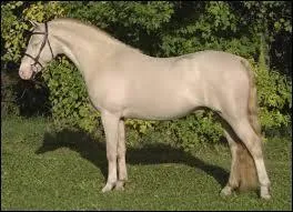Si je suis un cheval aux crins et aux poils ivoire et que mes yeux sont bleus, je suis de robe :