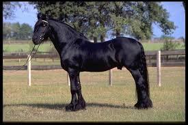 Je suis un cheval entièrement noir sans aucun poil blanc, je suis :
