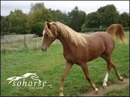 Je suis un cheval, mes poils sont bruns/roux et mes crins sont plus clairs que mes poils, je suis de robe :