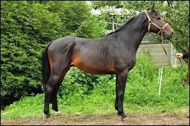 Si je suis un cheval noir avec des reflets bruns sur mes flancs, quelle est ma robe ?