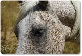Comment s'appelle une robe grise couverte de petits ronds blancs ? Et une robe gris clair couverte de petits points alezans ?