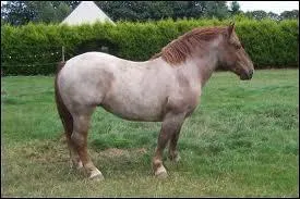 Je suis un cheval de robe composée de poils blancs et alezans mélangés, je suis de robe :