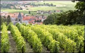 Nichée derrières les vignes, vous avez la commune du Mesnil-sur-Oger, dans la Marne. Elle se situe en région ...