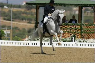 Qu'est-ce qu'un changement de pied au galop ?