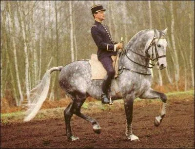 Quelle est la figure de dressage effectuée par cet homme ?