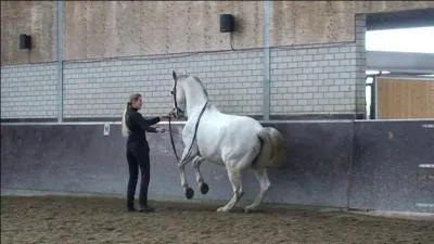 Qu'est-ce que le terre-à-terre ?