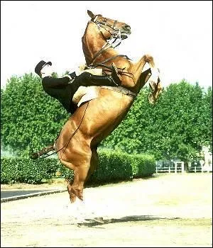 Quelle est la figure de dressage sur l'image ?