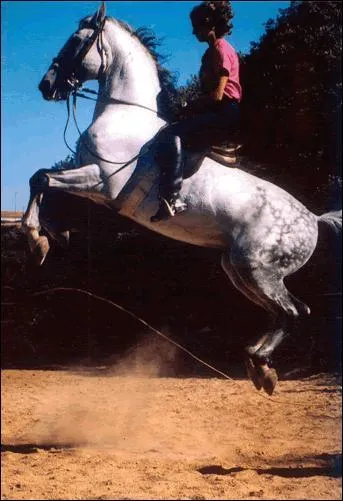 Quelle est la figure de dressage sur l'image ?