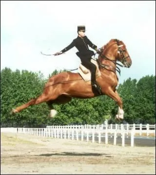 Quelle est la figure de dressage sur l'image ?