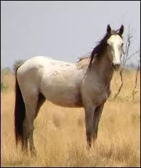 C'est un cheval australien vivant à l'état sauvage. C'est un :